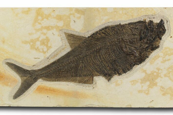 Beautiful Fossil Fish (Diplomystus) - Wall Mount #300104